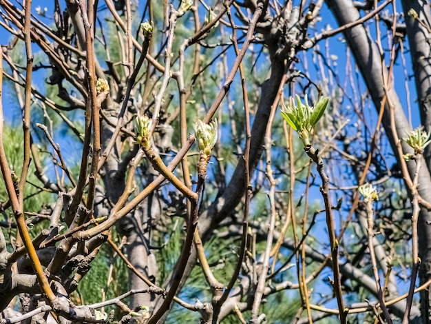 Un primer plano de los brotes de las peras a principios de la primavera