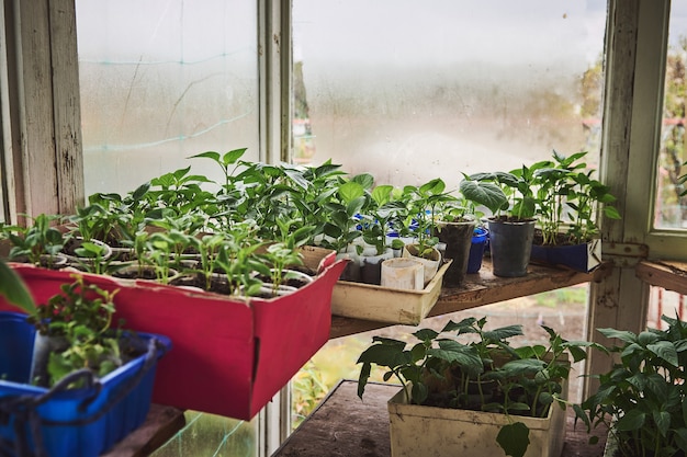 Primer plano de brotes de plantas bebé cultivadas en suelo y variedad de plántulas en macetas en suelo fertilizado en invernadero de casa de campo viejo