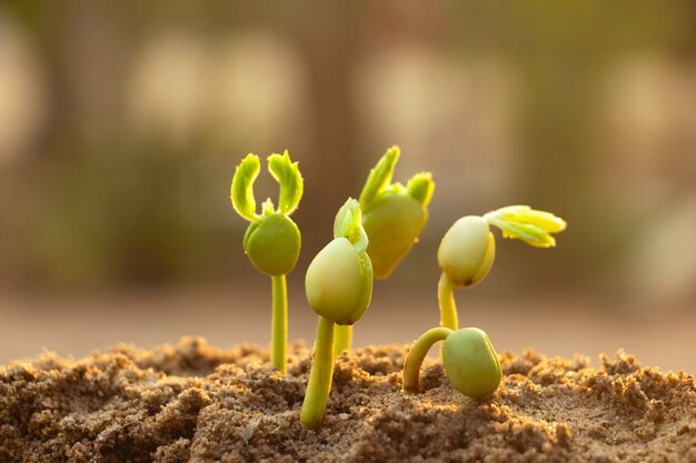 Primer plano de los brotes que crecen en el campo