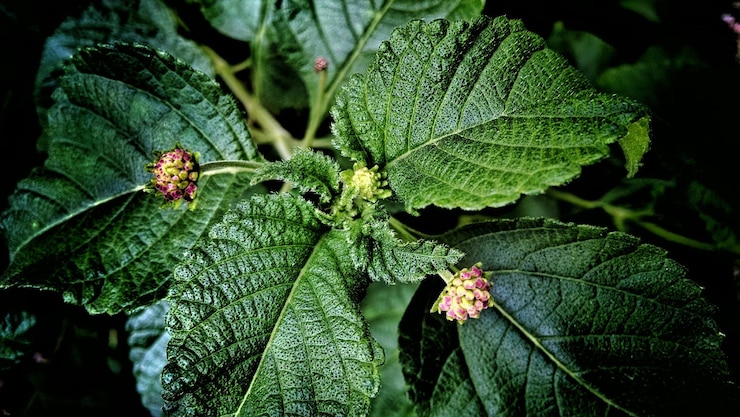 Foto primer plano de los brotes que crecen en la planta