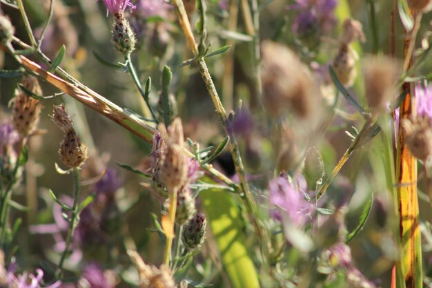 Foto primer plano de los brotes que florecen en el campo