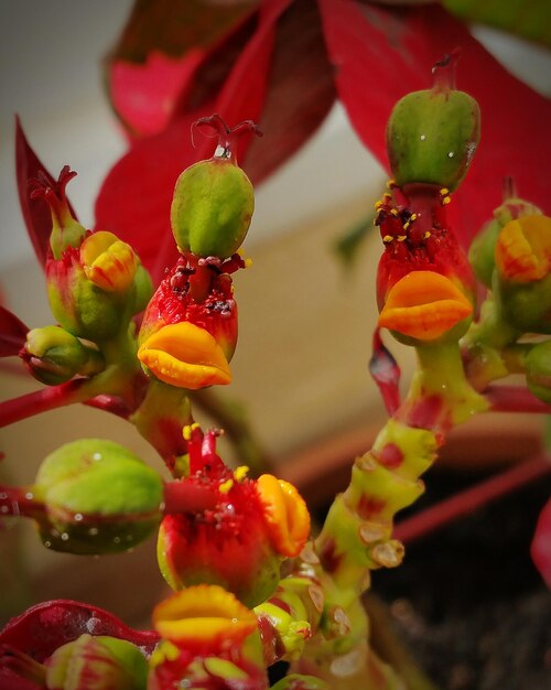 Primer plano de los brotes rojos de una planta en maceta