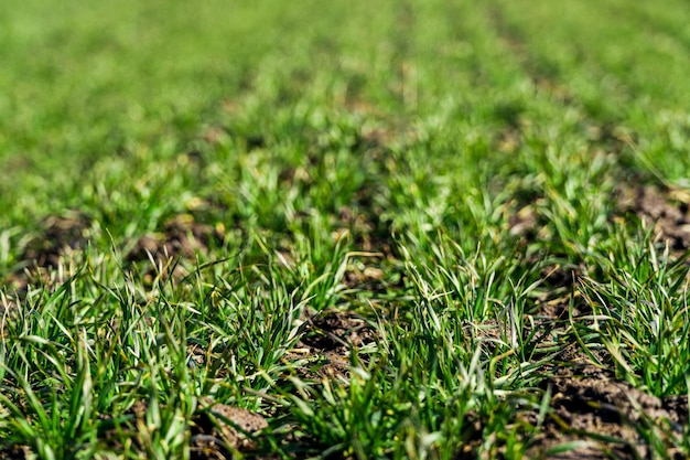 Primer plano de brotes de trigo Brotes jóvenes de trigo y cebada en el campo iluminando el sol Enfoque selectivo