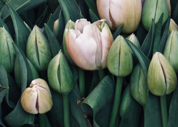 Primer plano de los brotes de tulipán