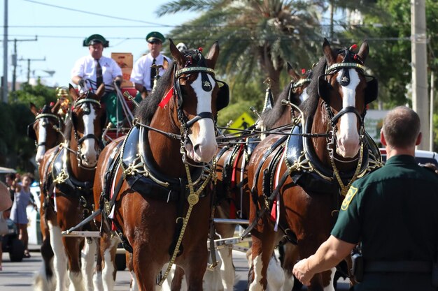 Un primer plano de Budweiser Clydesdales en el fondo del cielo