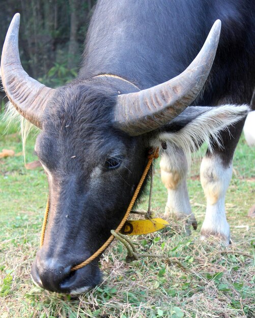 Foto primer plano de un búfalo en el campo