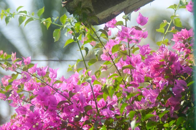 Foto un primer plano de las buganvillas en flor al aire libre