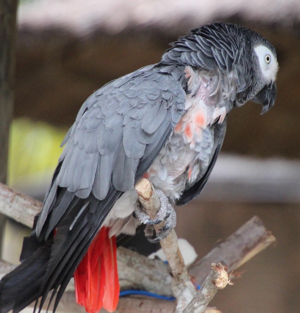 Foto primer plano de un búho en el aire libre