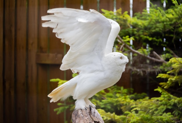 Foto primer plano de un búho blanco volando sobre un poste de madera