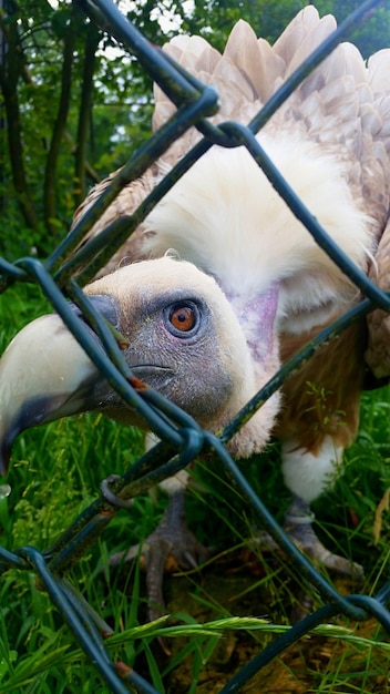 Foto primer plano de un búho en jaula