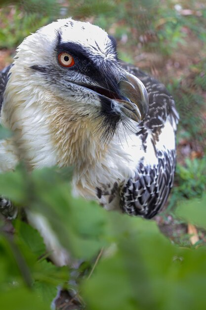 Primer plano de un búho posado en un árbol