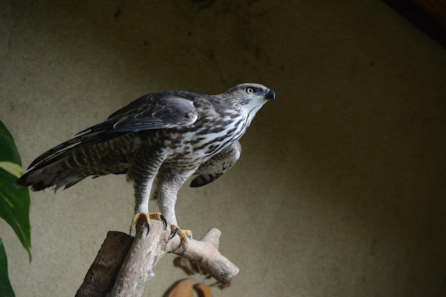 Foto primer plano de un búho posado en la pared