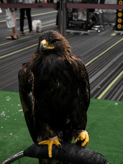 Foto primer plano de un búho posado sobre una persona