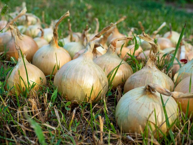 Primer plano de bulbos de cebolla dispuestos sobre la hierba bajo el sol poniente en verano Cosecha de especias vegetales