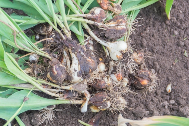 Primer plano de bulbos de tulipán en el jardín.