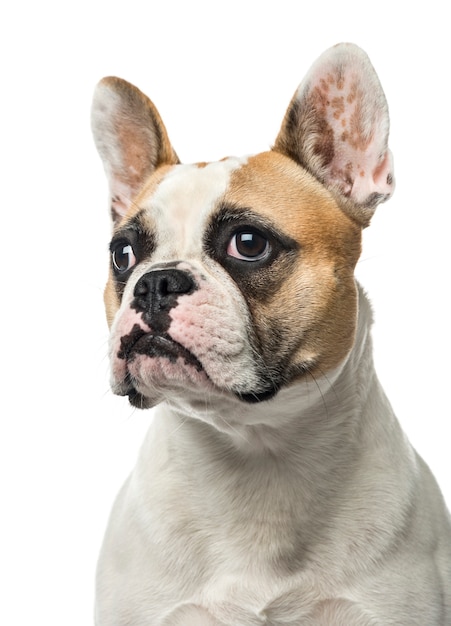 Primer plano de un bulldog francés, aislado en blanco