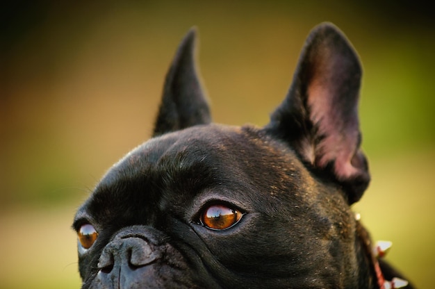Primer plano de un bulldog francés que mira hacia otro lado