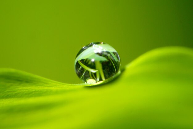 Foto primer plano de la burbuja en la hoja verde