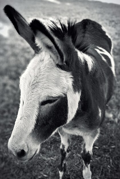 Foto un primer plano de un burro