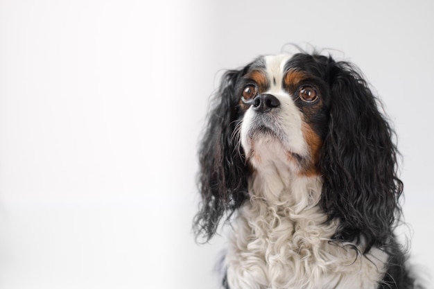 Primer plano del caballero rey Charles spaniel contra un fondo blanco