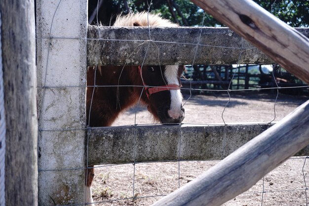 Foto primer plano del caballo por árbol