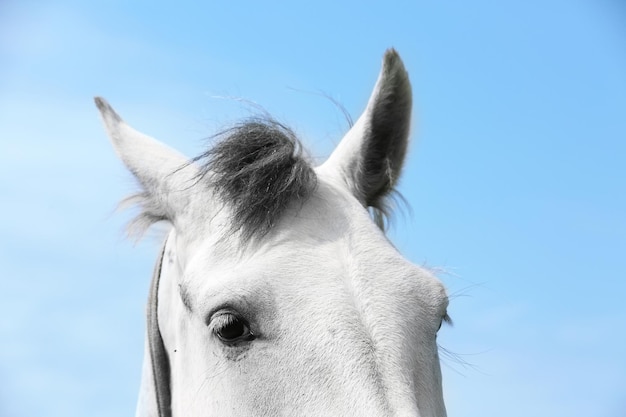 primer plano, de, caballo blanco, ojo