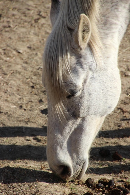 Foto primer plano del caballo blanco