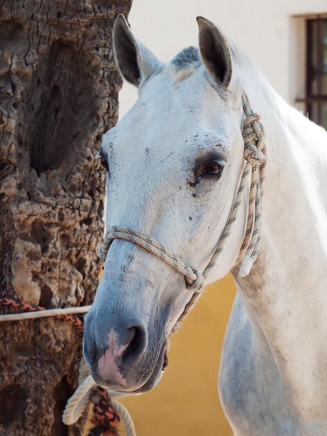 Foto primer plano del caballo blanco