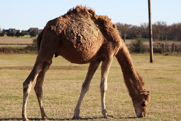 Foto primer plano de un caballo en el campo contra el cielo