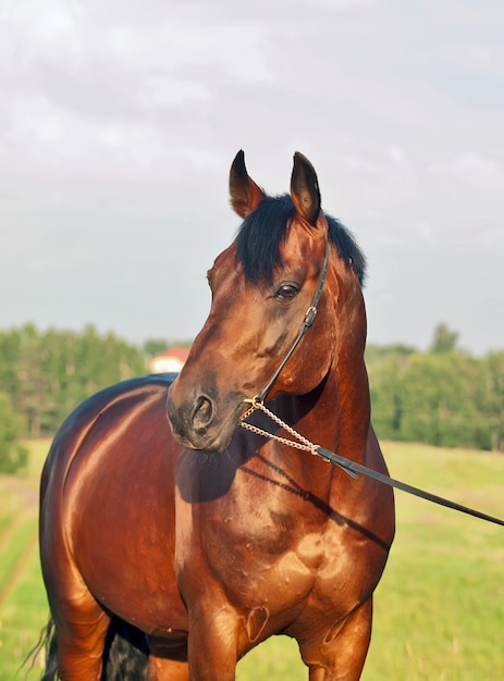 Foto primer plano de un caballo en el campo contra el cielo