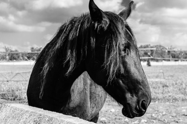 Primer plano de un caballo en el campo contra el cielo