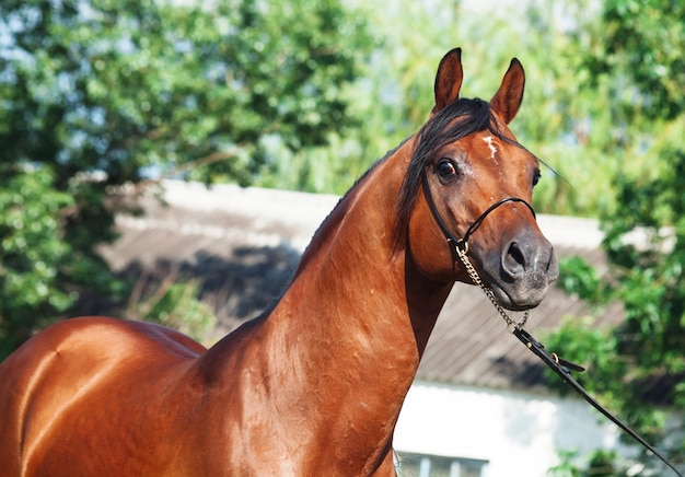 Primer plano del caballo en el campo