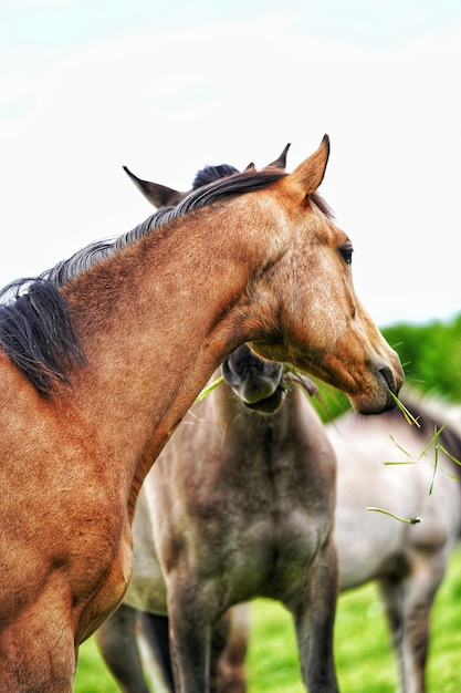 Primer plano de un caballo en el campo