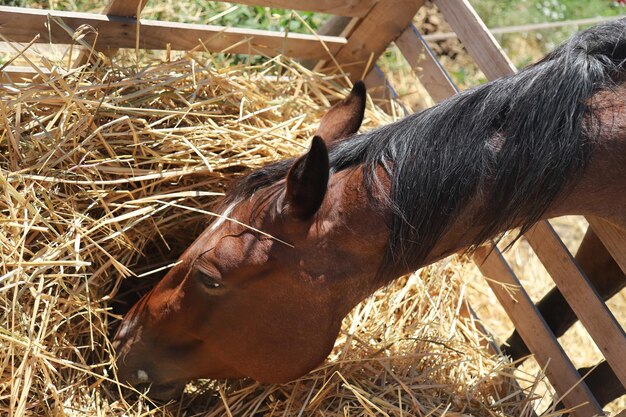 Foto primer plano de un caballo en el campo