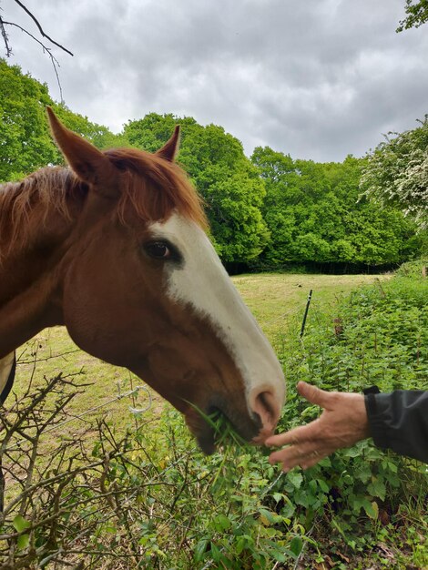 Foto primer plano de un caballo en el campo