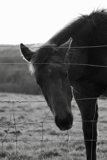 Foto primer plano del caballo en el campo