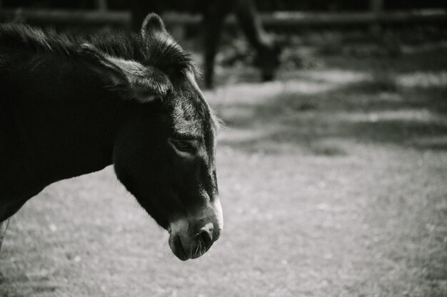 Foto primer plano de un caballo en el campo