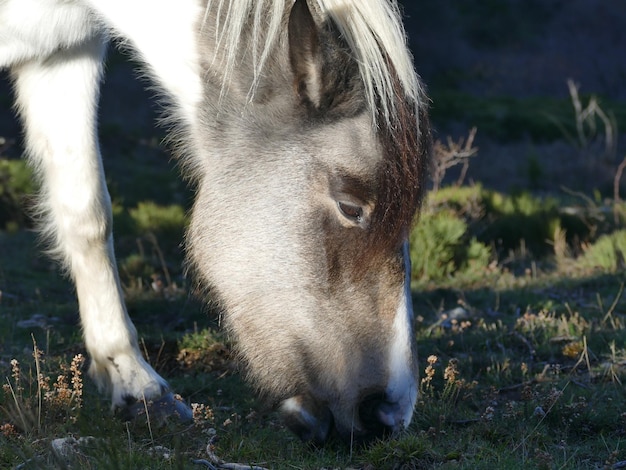 Foto primer plano de un caballo en el campo