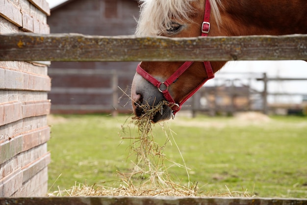 Foto primer plano de un caballo en un campo