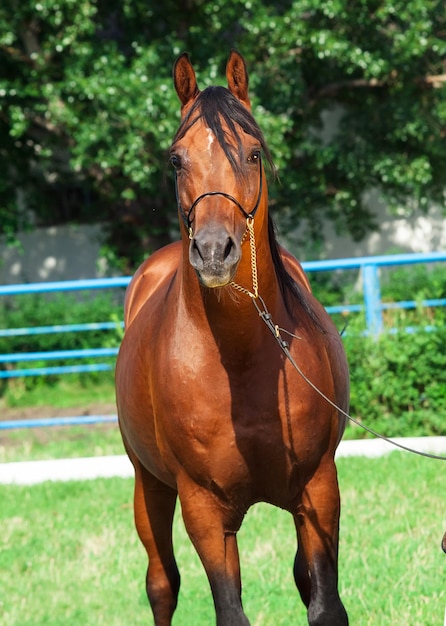 Primer plano del caballo contra los árboles