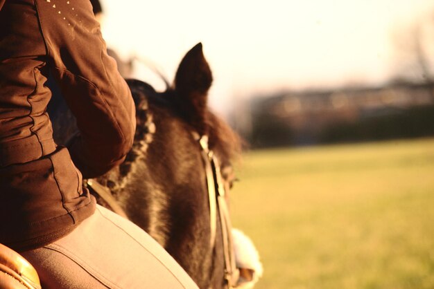 Foto primer plano de un caballo contra el cielo