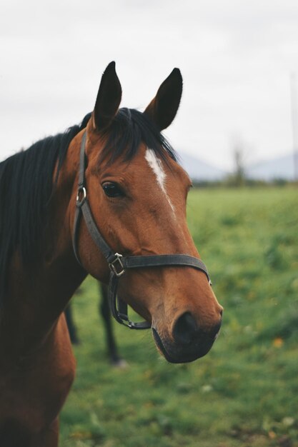 Foto primer plano de un caballo contra el cielo