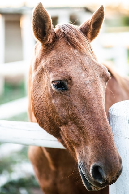 Primer plano del caballo contra el cielo