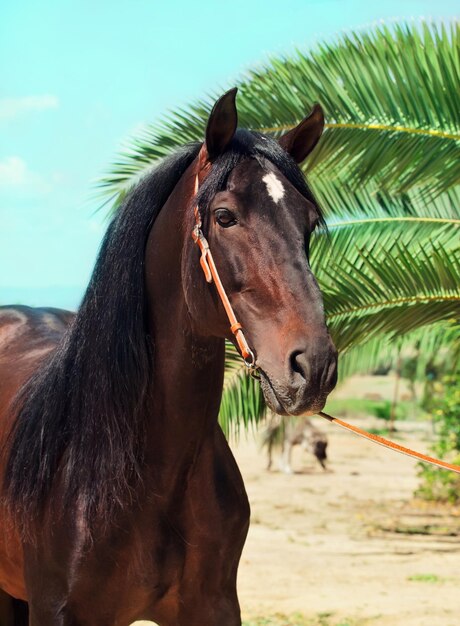 Foto primer plano de un caballo contra el cielo