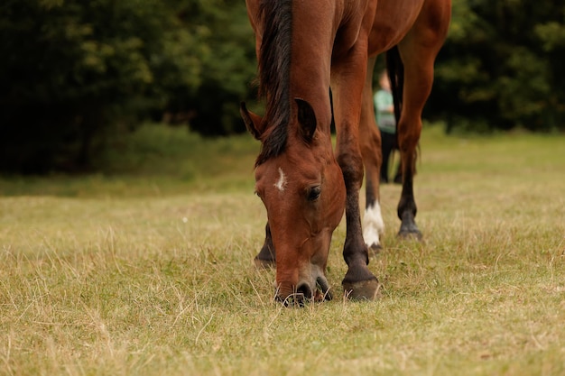 Primer plano de un caballo cuyo hocico está inclinado hacia abajo y mordisquea la hierba en otoño en el parque