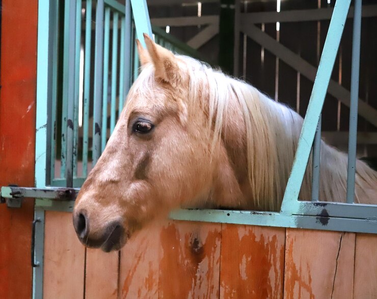 Foto primer plano del caballo en el establo