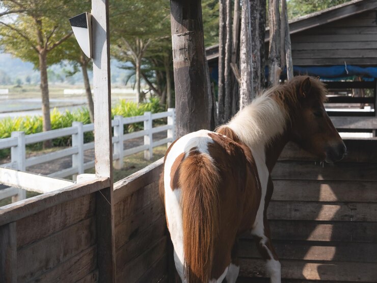 Foto primer plano del caballo en el establo