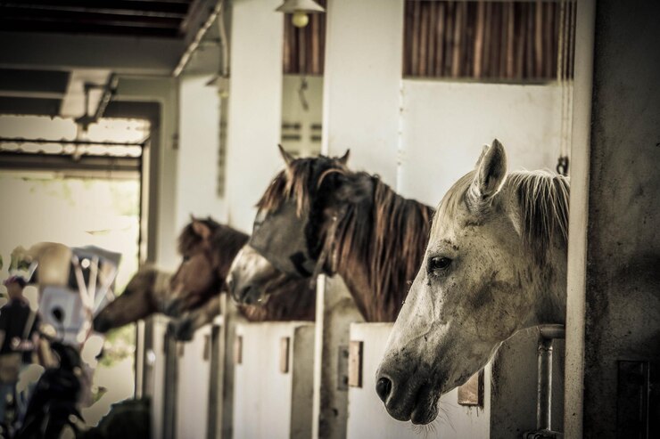 Foto primer plano del caballo en el establo