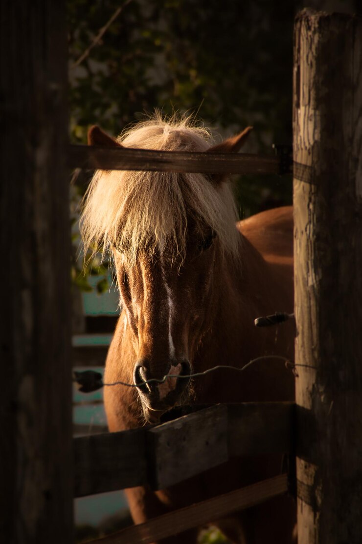 Foto primer plano del caballo en el establo