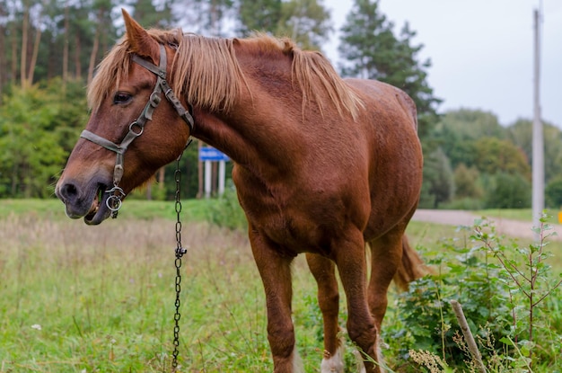 Primer plano Un caballo feliz pastando en un pasto de otoño